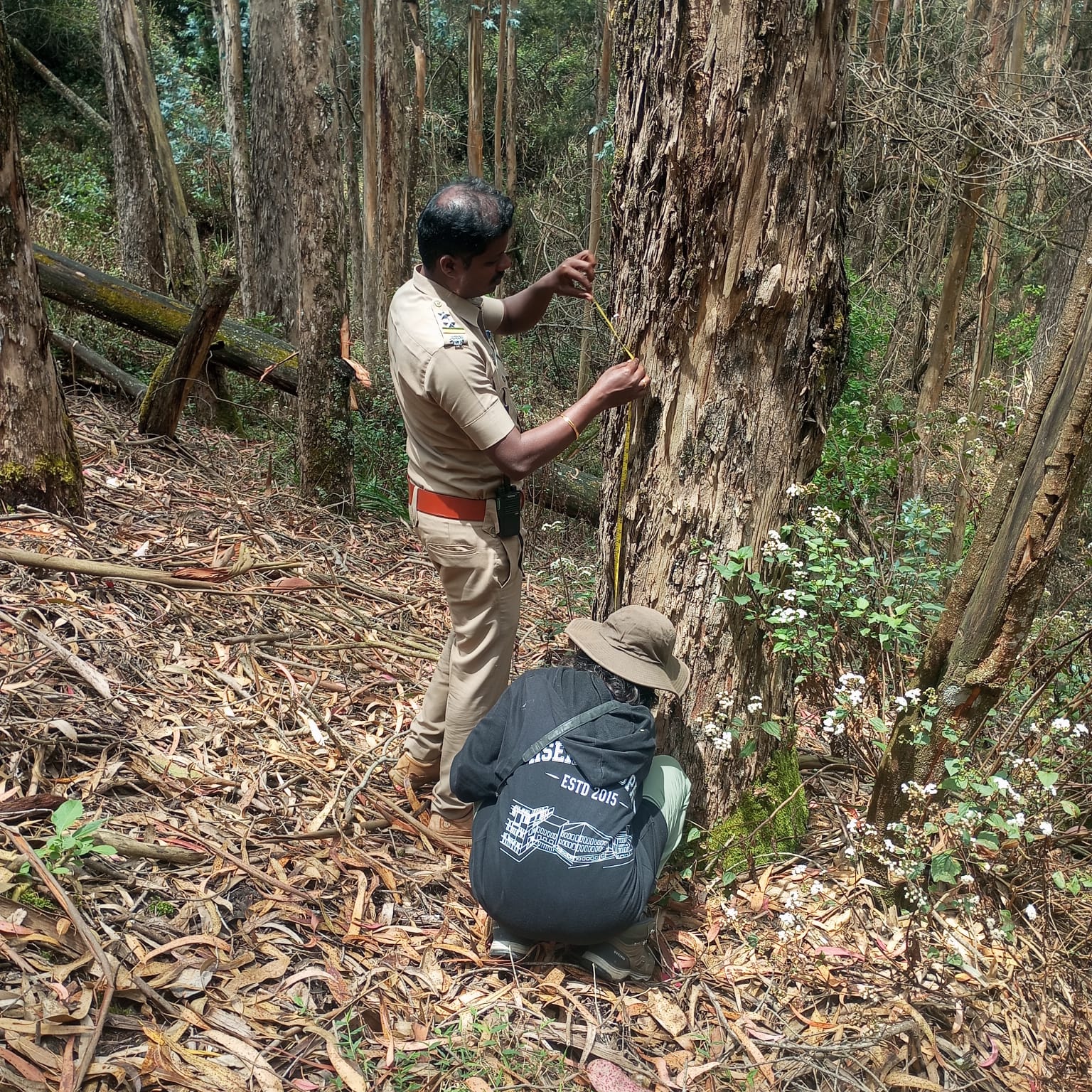 Tree Measurement